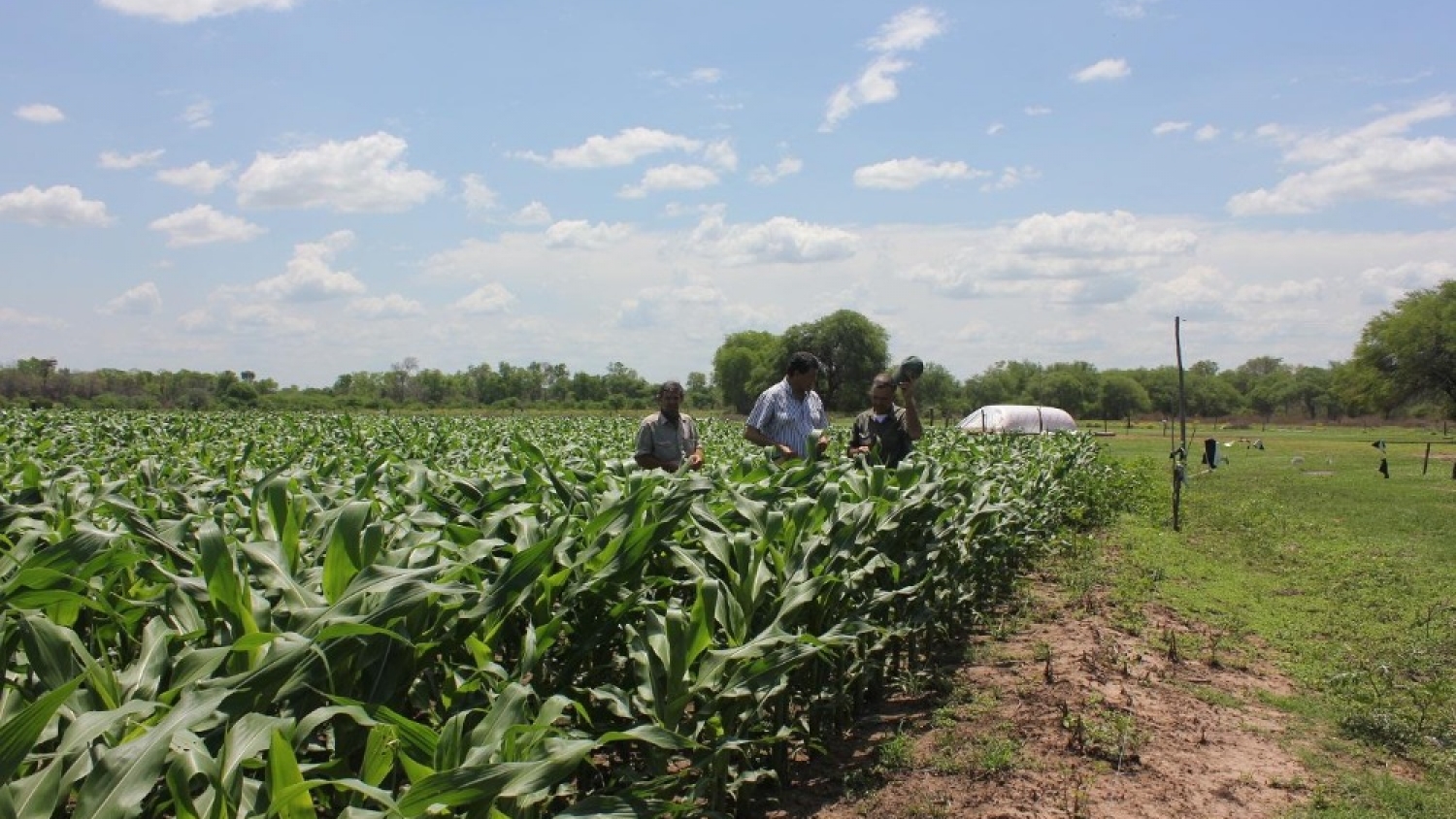 Campaña agrícola en Pirané: arranca la siembra de maíz