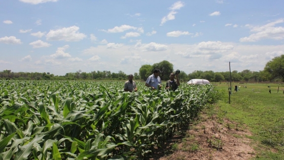 Campaña agrícola en Pirané: arranca la siembra de maíz