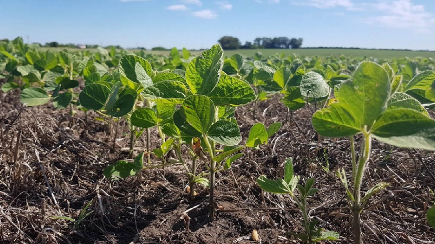 Descubren cómo una planta regula la absorción de nitrógeno