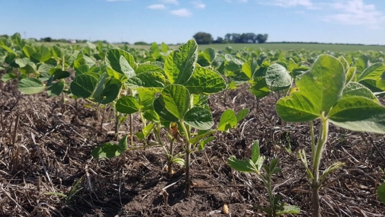 Descubren cómo una planta regula la absorción de nitrógeno