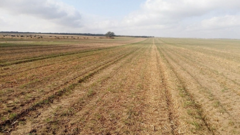 Cultivos de cobertura después de la cosecha del maní, reducen la erosión eólica