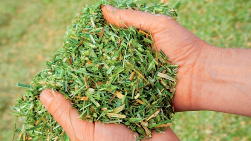 Recomendaciones para ensilar maíz afectado por condiciones climáticas