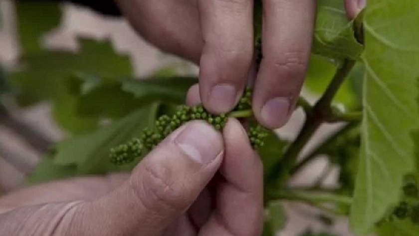 Primer alerta para el control de Lobesia botrana en la provincia de Mendoza