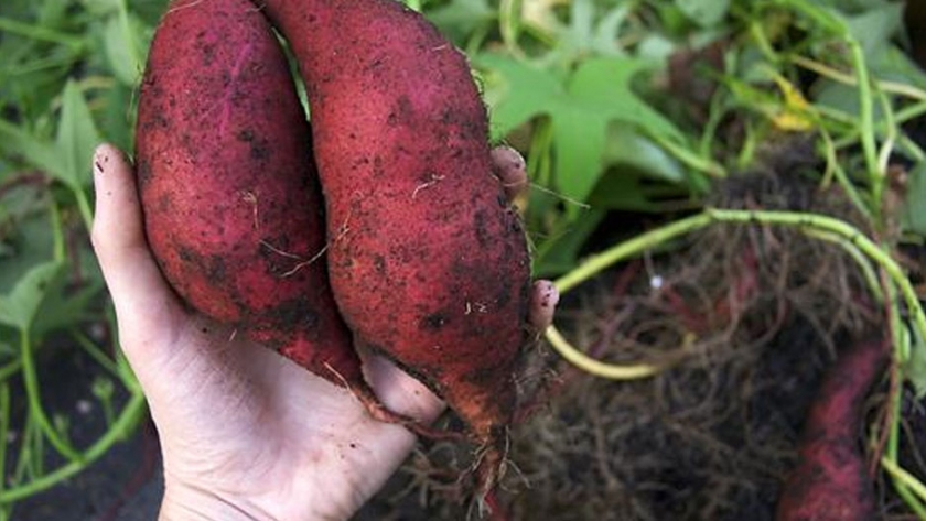 Encuentro virtual sobre aspectos productivos y tecnológicos aplicados a la producción de batata