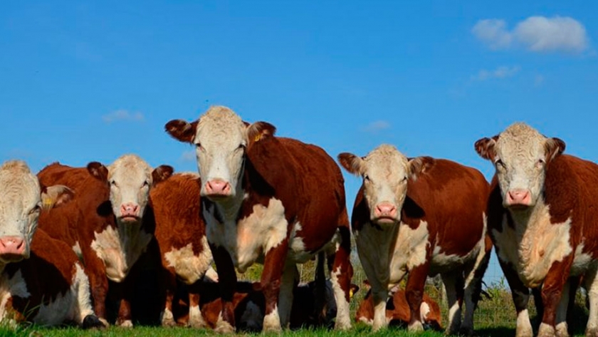 Cruzan Hereford con razas lecheras y obtienen más carne | Agroempresario.com