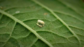 La investigación busca insectos beneficiosos para el control de plagas