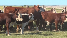 En la cadena de la carne crujen varios eslabones esenciales