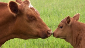 El tiempo de destete es muy importante para el estado corporal de la vaca