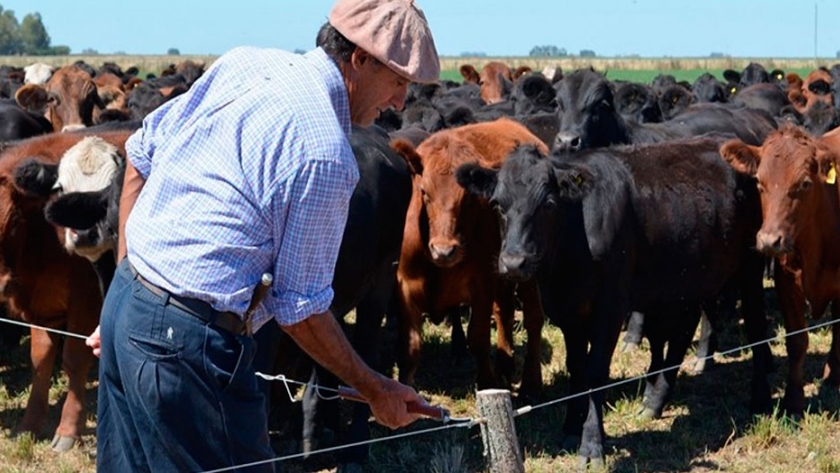 Cómo producir 1.500 Kg de carne/ha en General Lamadrid