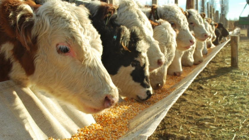 Preocupación por la caída en el stock de los feedlots
