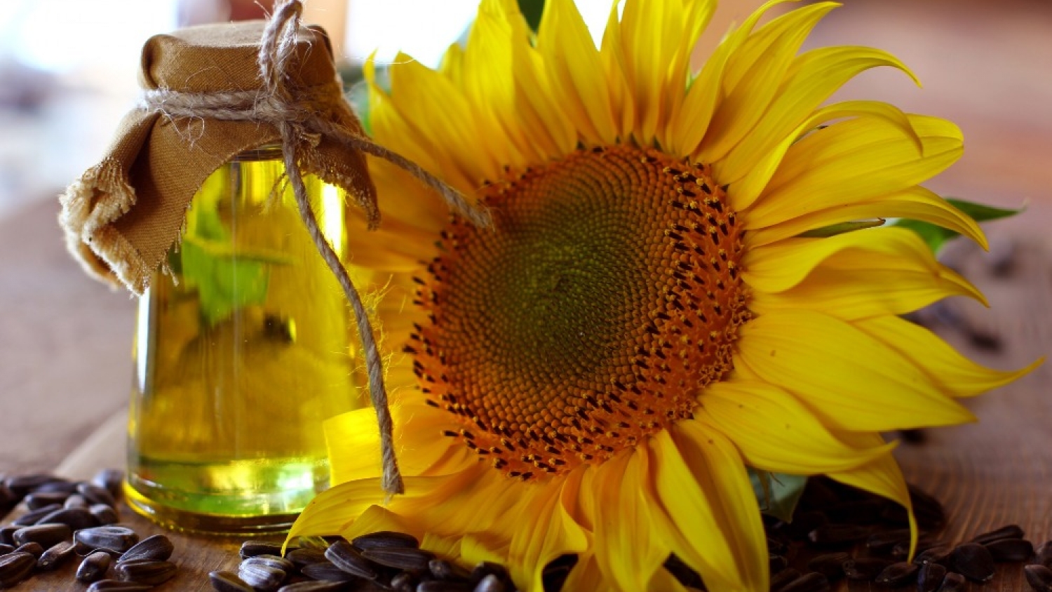 El girasol vuelve a ganar protagonismo: precios firmes y una ventana exportadora favorable para la campaña 2025/26