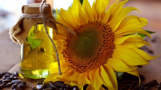 El girasol vuelve a ganar protagonismo: precios firmes y una ventana exportadora favorable para la campaña 2025/26