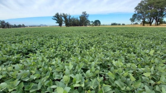 Bayer prepara una nueva soja tolerante a cinco herbicidas y apunta a renovar el control de malezas