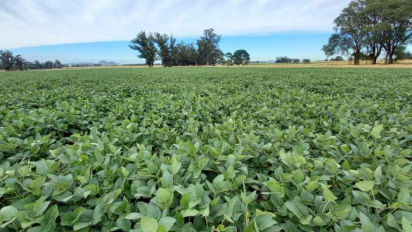 Bayer prepara una nueva soja tolerante a cinco herbicidas y apunta a renovar el control de malezas