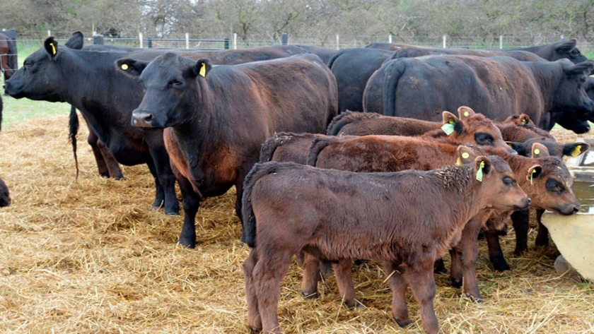 Genética: ¿Es la composición de las bacterias del rumen un rasgo hereditario?