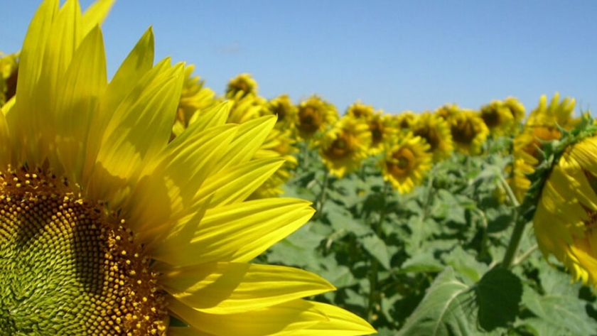 Para la Bolsa de Cereales, la producción de girasol se mantendrá en 3,2 Mtn