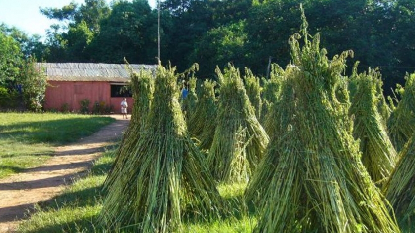 Inició cosecha de sésamo, rubro que impacta positivamente en la agricultura familiar campesina
