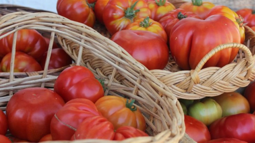Estudio INIA visualiza tener un portainjerto chileno de tomate resistente a la salinidad