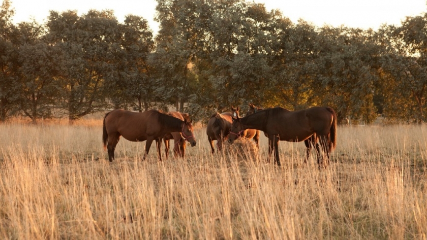 Encefalomielitis equinas: Se establecieron nuevas medidas para el movimiento de equinos