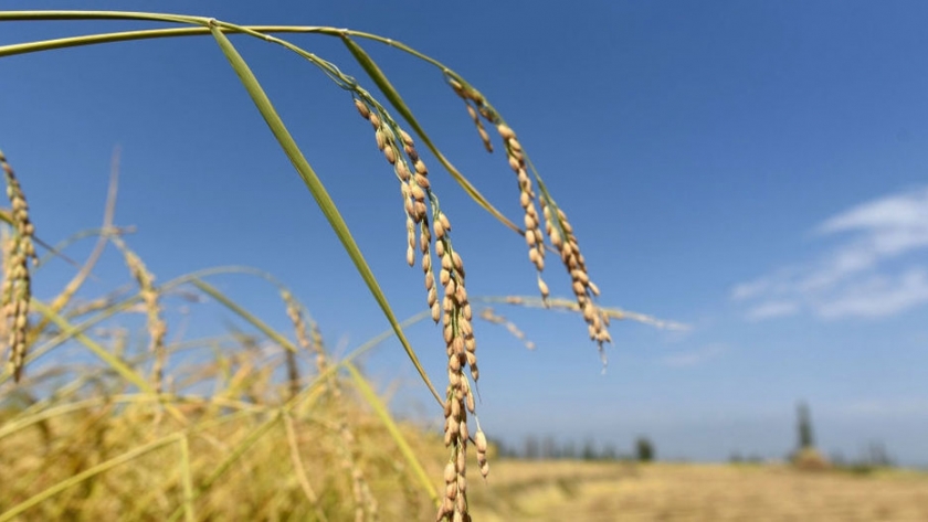 Desarrollo agrícola: camino para acabar con la pobreza en el sur de Asia
