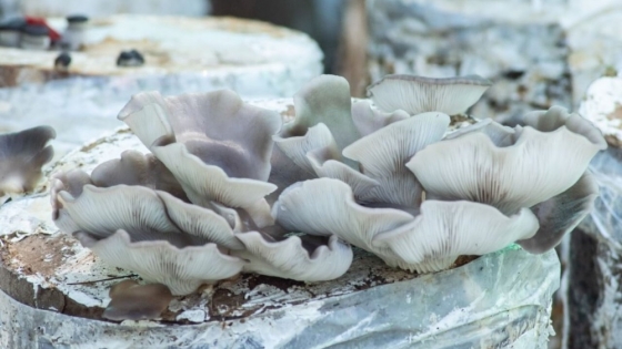 Los hongos también contribuyen a una dieta saludable: cómo producir gírgolas en la huerta hogareña
