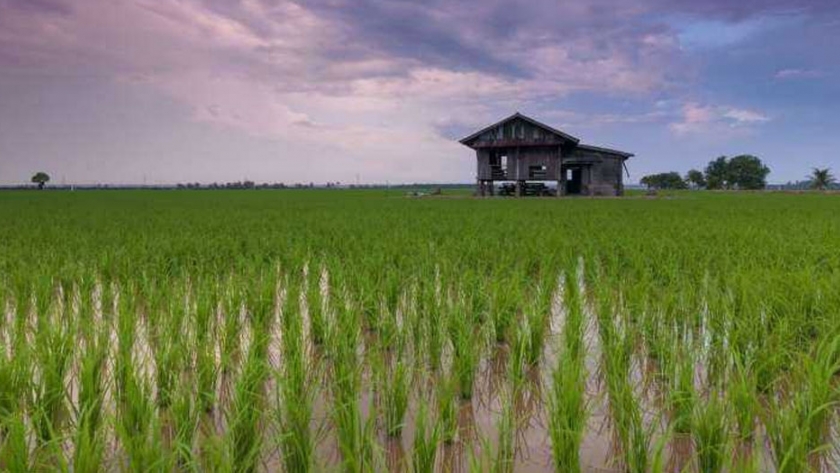 Estudio descubre proteínas en arroz vitales para la polinización