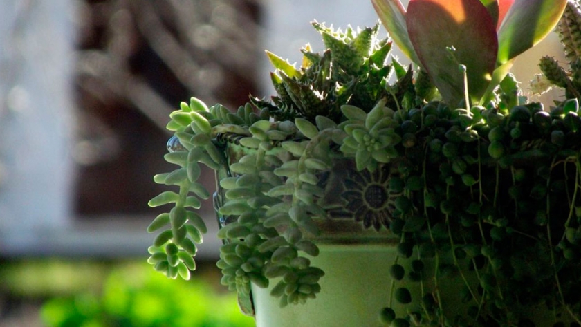 Trucos para cuidar tus plantas con vinagre, un remedio natural y ecológico