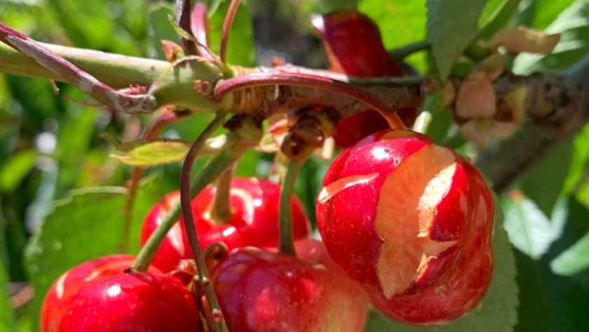 Economía convoca a curso virtual gratuito sobre Herramientas para evitar la deshidratación poscosecha de cerezas