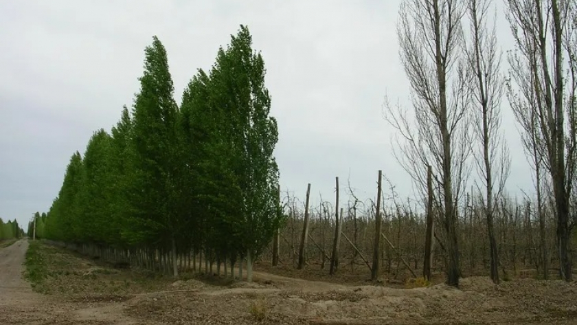 Se viene el álamo chino: tiene hoja grande y reverdece primero
