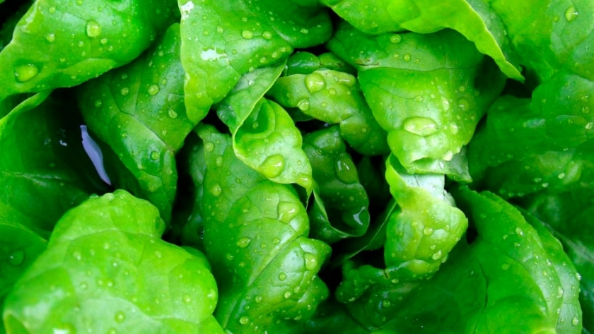 Los beneficios de las hortalizas de hoja verde