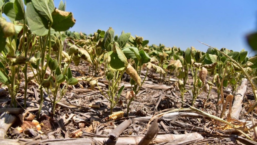 Cambio climático: el Consejo Agroindustrial reclama un “seguro agrario”