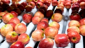 Peras y manzanas argentinas recuperan su presencia en Brasil tras una reducción de polilla del manzano