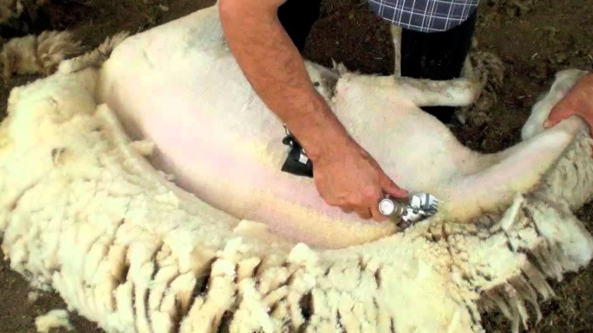 Producción de lanas en Corrientes