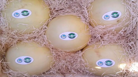 <El melón blanco mediagüino y menor tajada de mercado