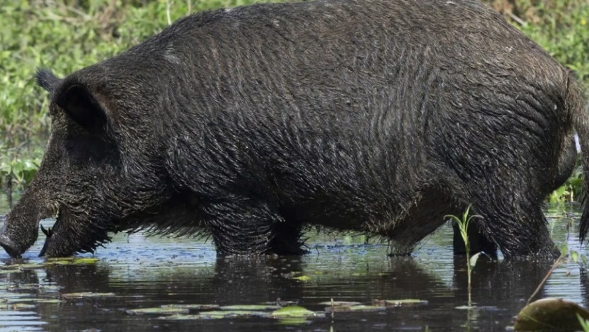 La Pampa habilitó la caza de jabalí con perros al considerarlo “una plaga” para el campo