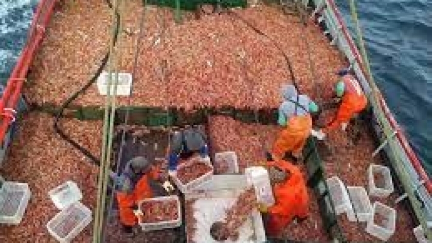 PROSPECCIÓN DE LANGOSTINO NACIÓN 2023