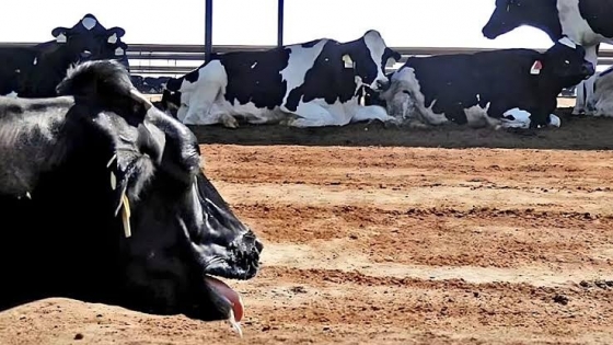 Bienestar animal en bovinos: el INTA amplía sus protocolos