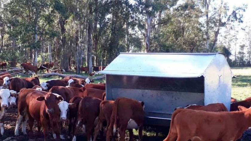 El Creep Feeding como método de suplementación en rodeos de cría 