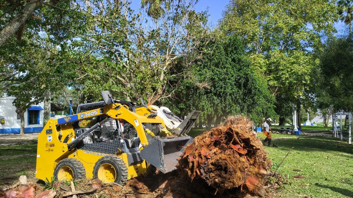 Avanza el operativo contra el picudo rojo en Isla Martín García con erradicación de palmeras afectadas