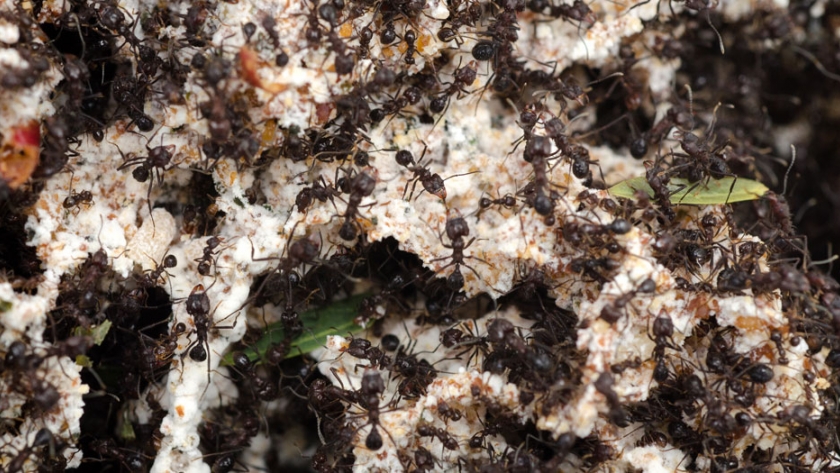 Programa Forestales: buscan estrategias innovadoras para el manejo de hormigas que afectan a la producción forestal