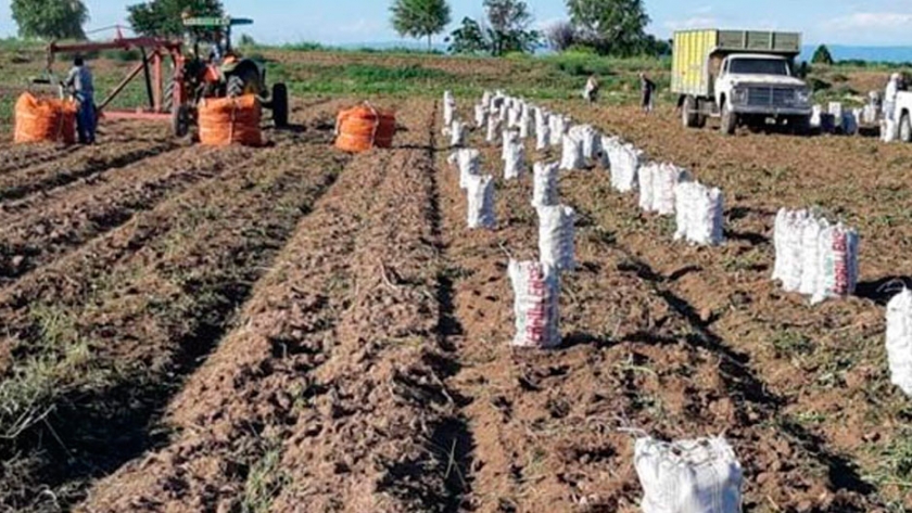 Argentina segunda productora mundial de orgánicos