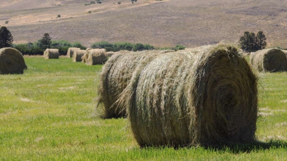 Nuevos datos forrajeros: clave para potenciar la ganadería argentina