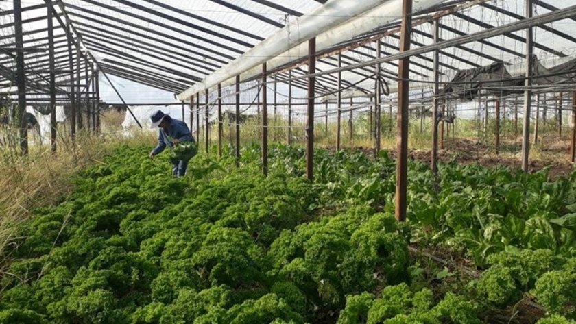 Actualización automática para agricultores familiares de frutas y hortalizas