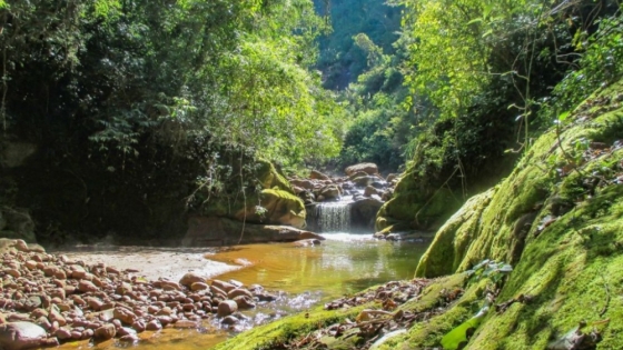 Las Yungas de Jujuy: un paraíso natural para aventureros y amantes de la naturaleza