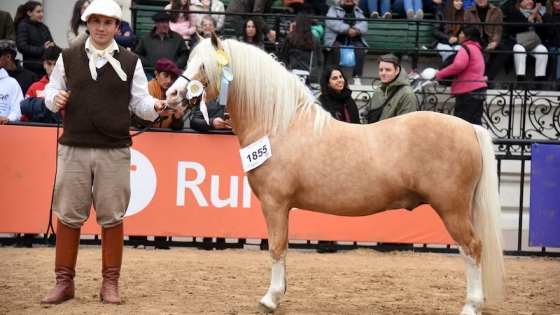 Ideales para los chicos: los ponys que vinieron a la Rural y causan sensación