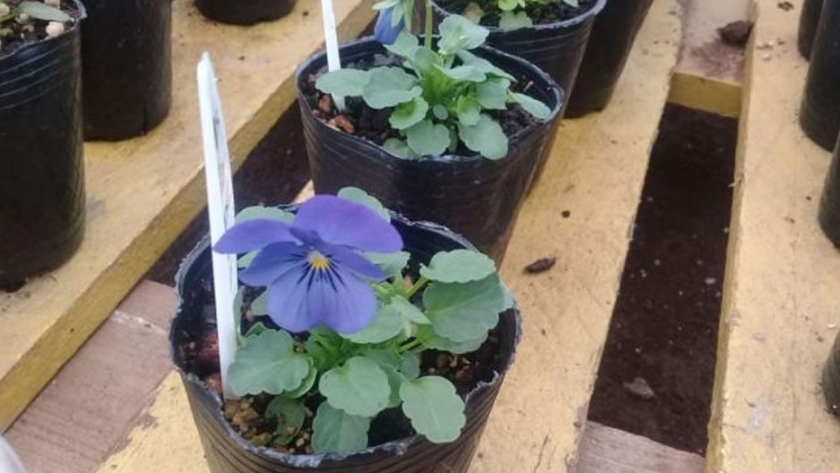 Utilizan compost de cama profunda de cerdo para cultivo de viola