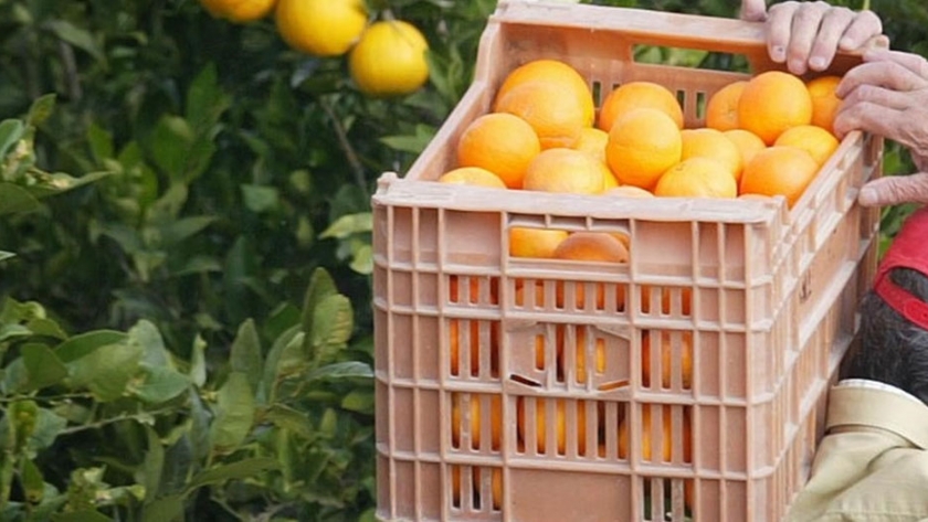 Italia: demanda y precios de récord para los cítricos 