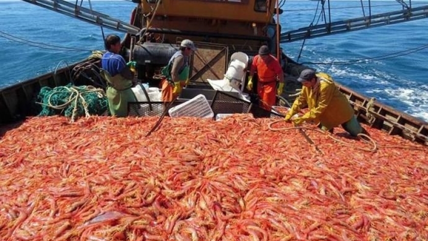 Pesca: Chubut aporta observadores de la provincia para iniciar la prospección de langostino