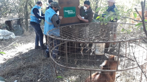 El Ministerio rescató un aguará guazú perdido en General Villegas