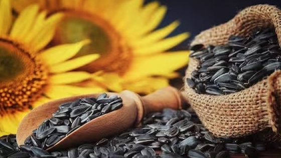 La molienda de girasol alcanzó en enero su nivel más alto en más de una década